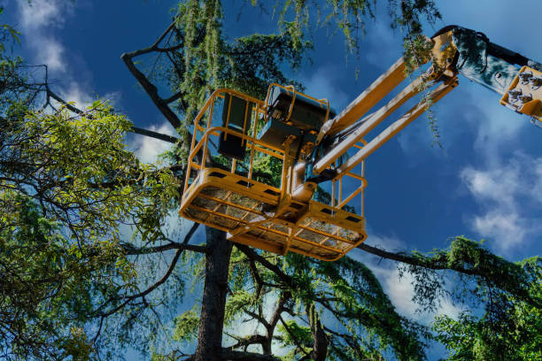 Best Tree Risk Assessment  in Eslon, CA